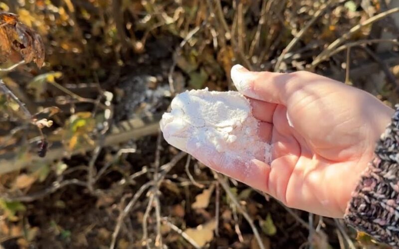 šerkite agrastus kompostuotu mėšlu