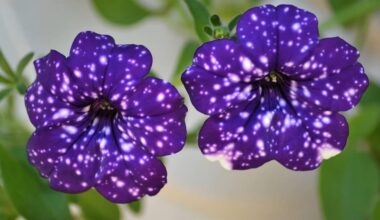 maitinti petunijas, kad žydėtų šalnoms