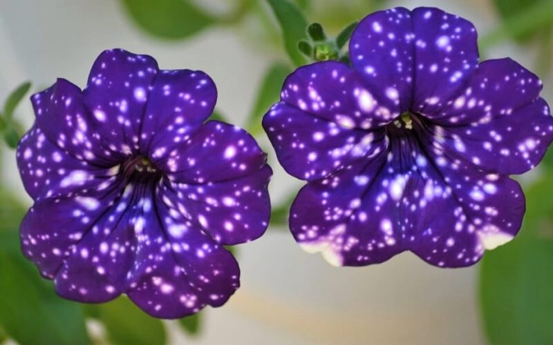 maitinti petunijas, kad žydėtų šalnoms