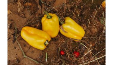 apvaisinti pipirai savarankiškas derlius