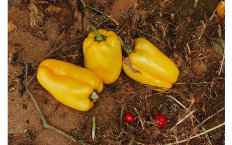 apvaisinti pipirai savarankiškas derlius