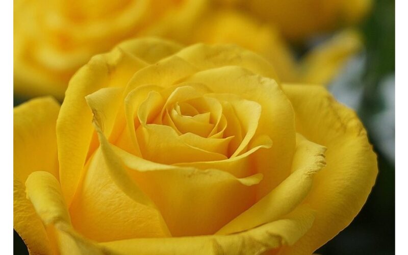 pirmieji rožių lapai pasirodo