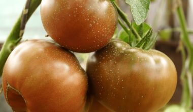 penkios skanios paveldinės pomidoro veislės