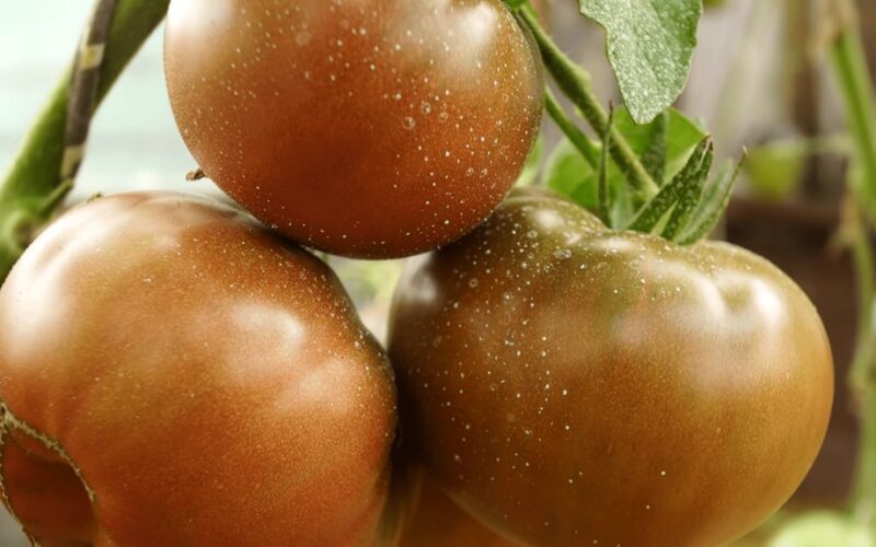penkios skanios paveldinės pomidoro veislės