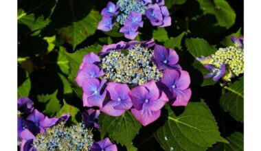 penki krūmai auga be pastangų