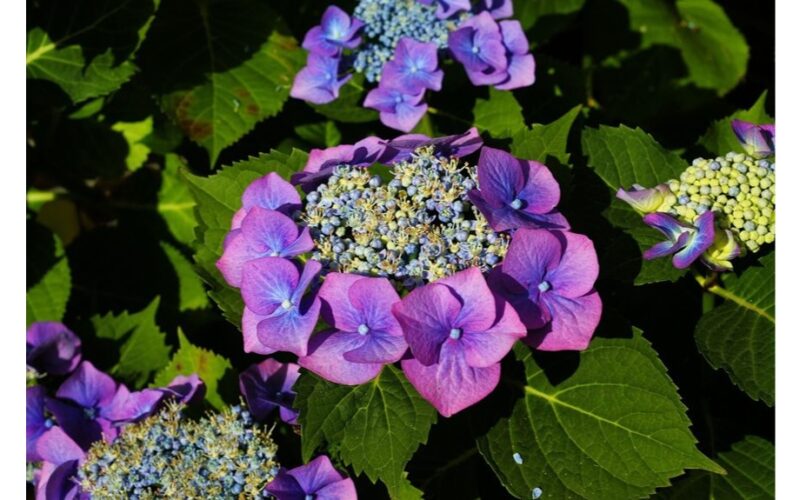 penki krūmai auga be pastangų