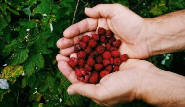 sekė kaimynas prarado avietes