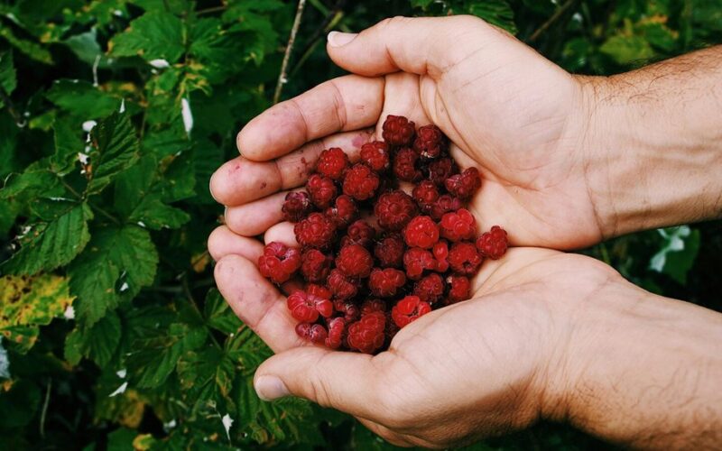 sekė kaimynas prarado avietes