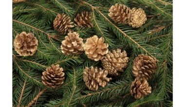 ieškojimas / rinkimas šermukšnių uogų