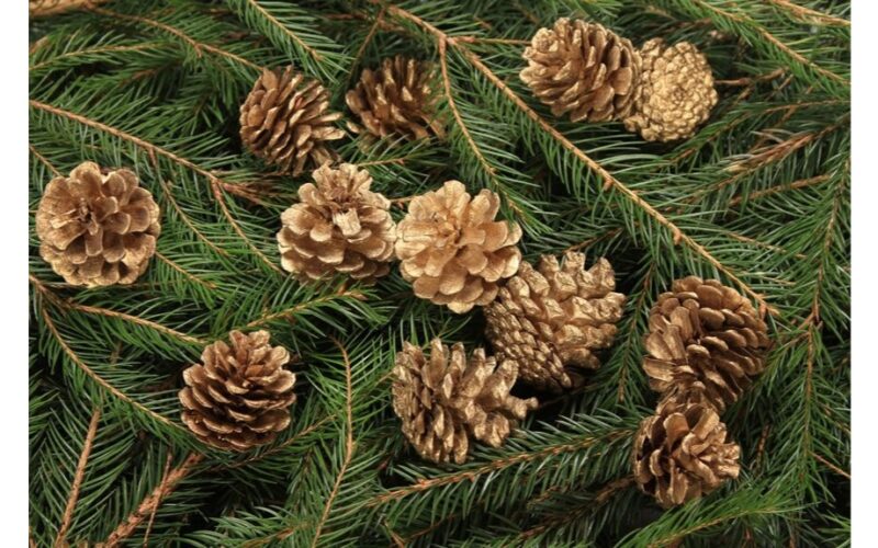 ieškojimas / rinkimas šermukšnių uogų