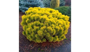 keturi geltoni pušynai