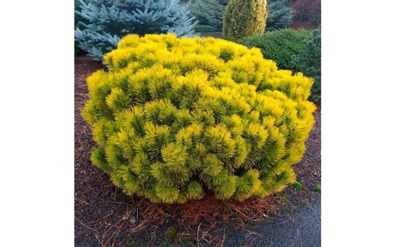 keturi geltoni pušynai