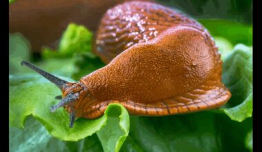 laisvi sliekai palieka sodą