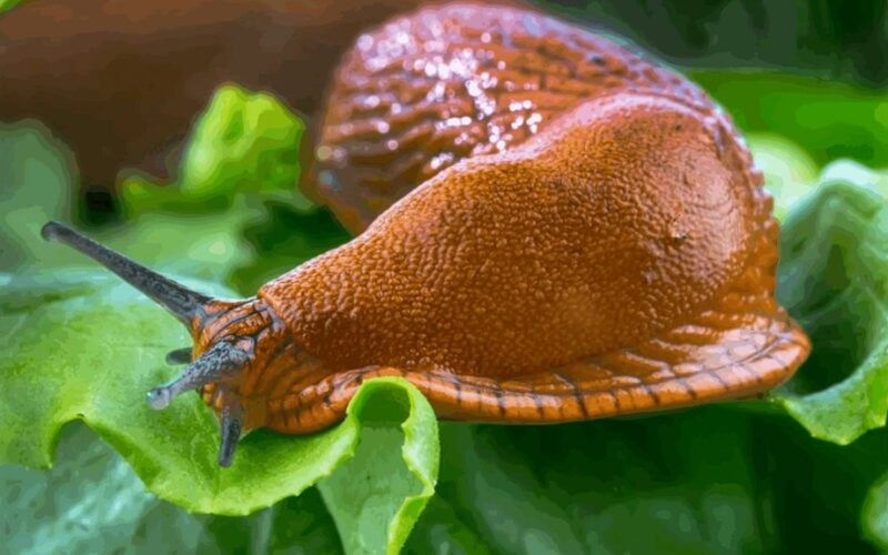 laisvi sliekai palieka sodą