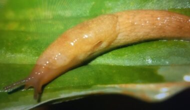 sodas užpultas augalėdžių sraigių