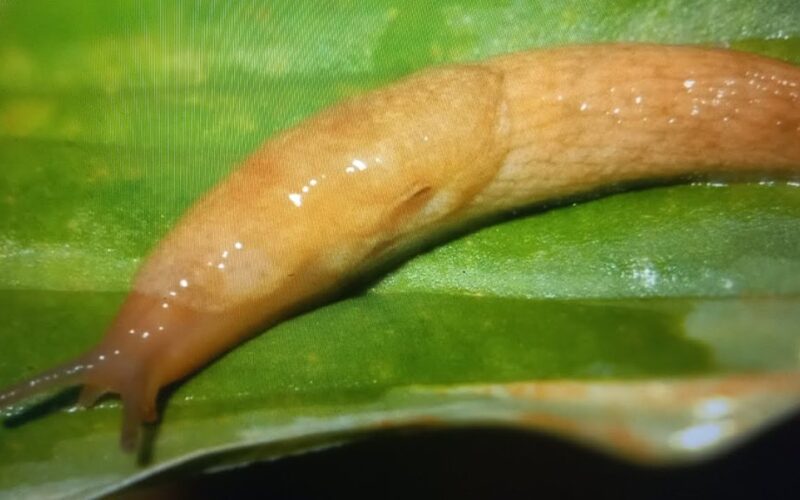 sodas užpultas augalėdžių sraigių