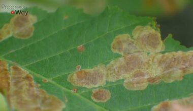 sodinų kenkėjai vengia ugnies kaip repelentas