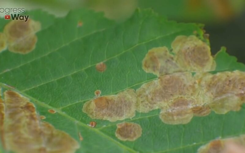 sodinų kenkėjai vengia ugnies kaip repelentas