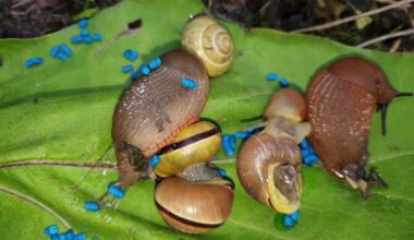 sodininkas atskleidžia nuolatinį apsaugą nuo sraigių