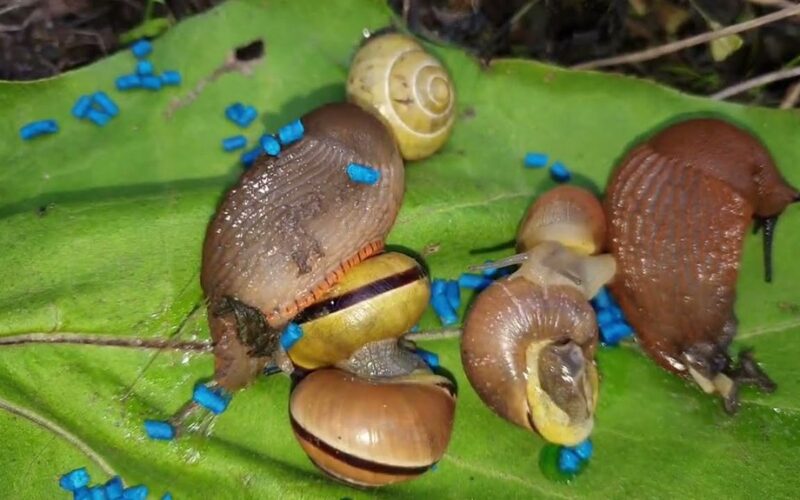 sodininkas atskleidžia nuolatinį apsaugą nuo sraigių