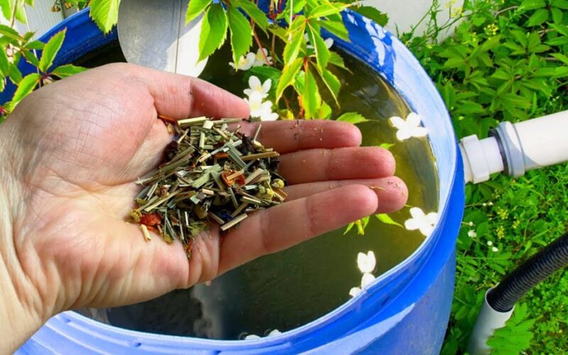 sodininkai nustebinti arbatos