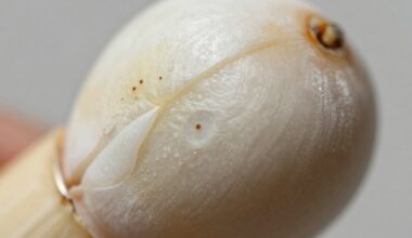 česnakas, užterštas pesticidais