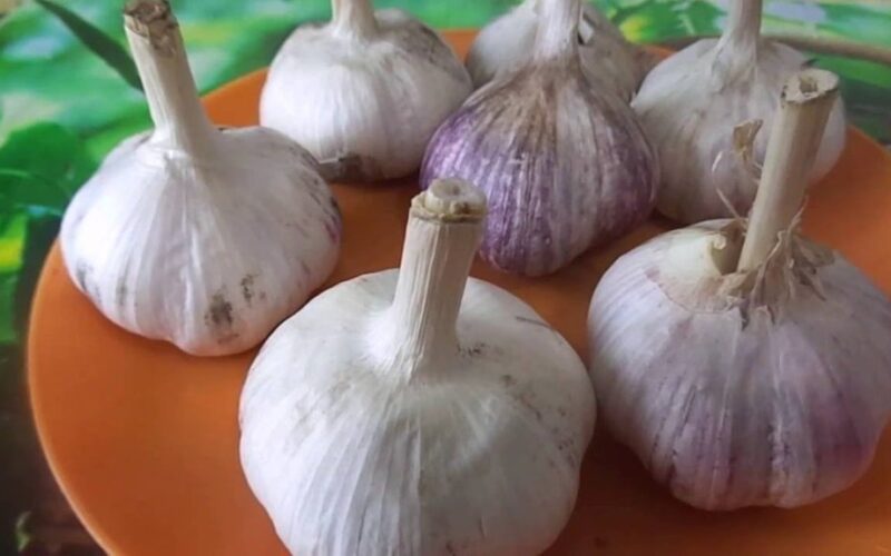 česnakas pasodintas lizduose