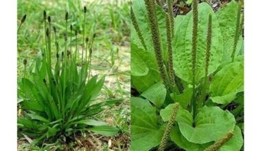 milžiniškasis svirplis vaistinis naudojimas