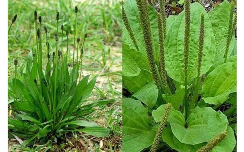 milžiniškasis svirplis vaistinis naudojimas