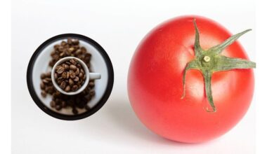 dinozauriški pomidorai naudodami kavos tirščius