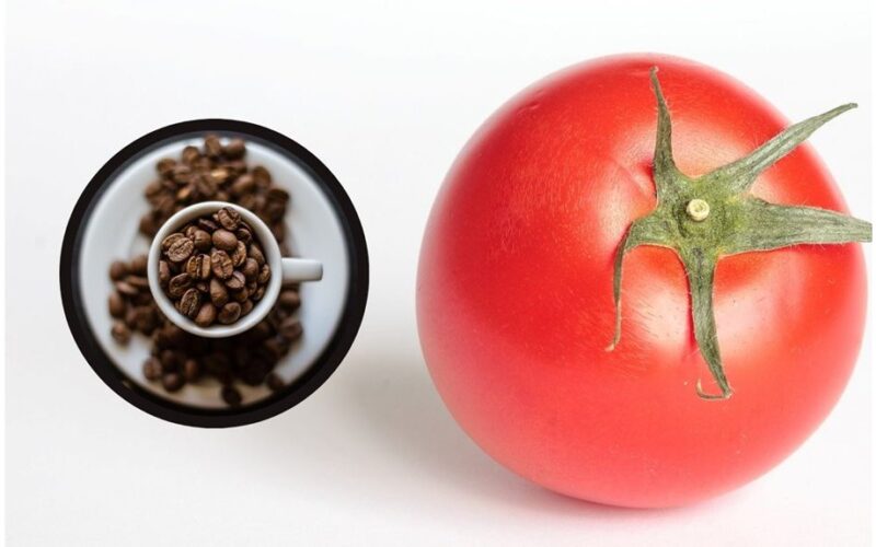 dinozauriški pomidorai naudodami kavos tirščius