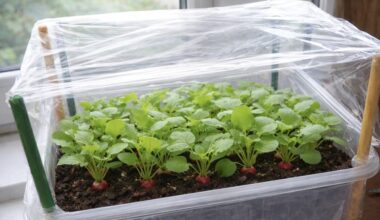 pamarės mažoji palangės šiltnamėlis