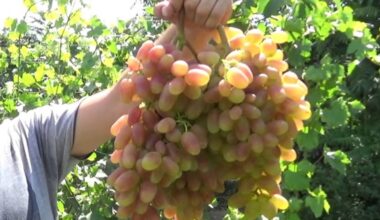 krikštamotės vynmedžiai derlingai žydi ir neša vaisius