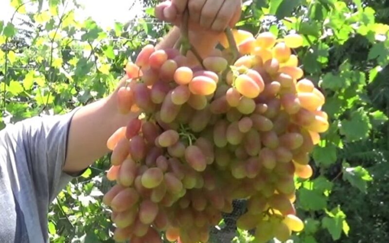 krikštamotės vynmedžiai derlingai žydi ir neša vaisius