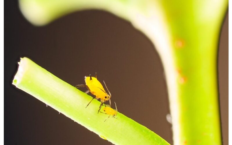 kmietinai sudeginti per naktį metodas