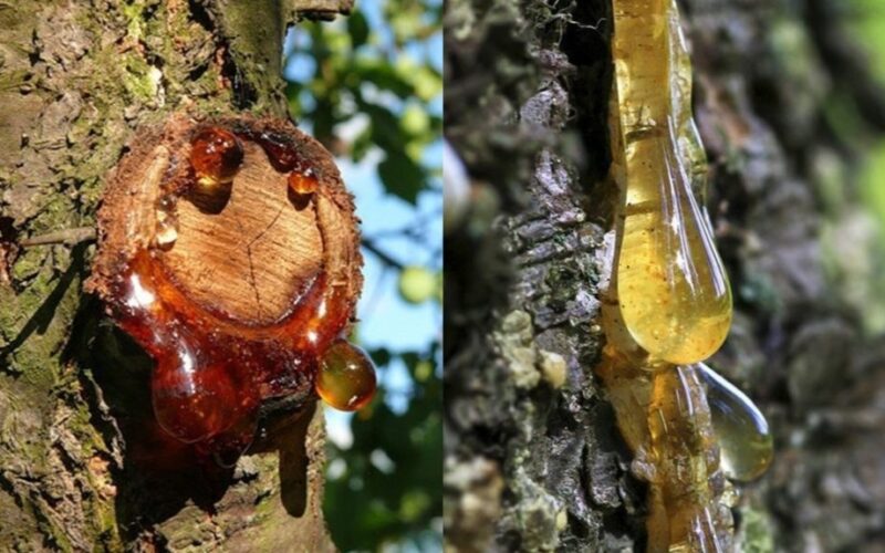 įsiuvimas žaloja vaismedžius