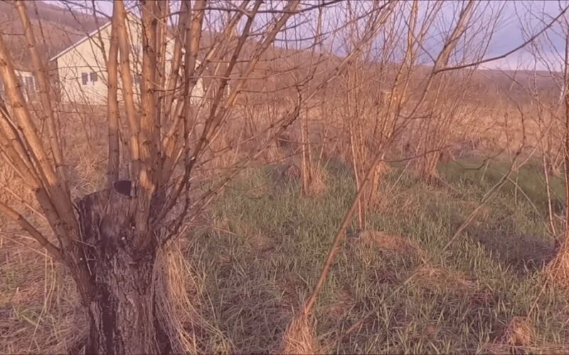 senelis nuvalo medžius