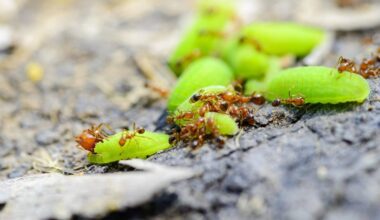 senelio sodininko mirtinas nuo skruzdėlių įrankis