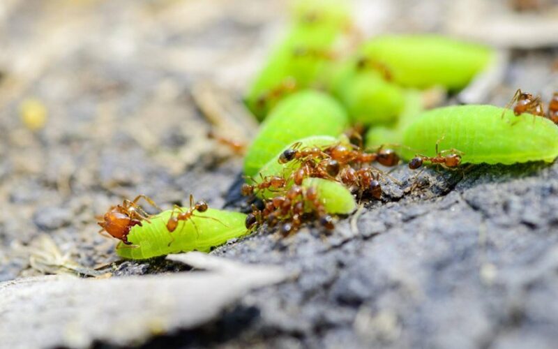 senelio sodininko mirtinas nuo skruzdėlių įrankis