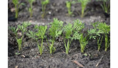 senelio morkos triukas