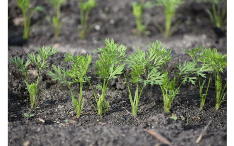 senelio morkos triukas