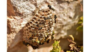 senelio penkių minučių širšių išgąstis