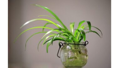 senelės gyvas vanduo trąša