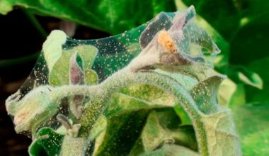 močiutės kaimynės erkių priemonės