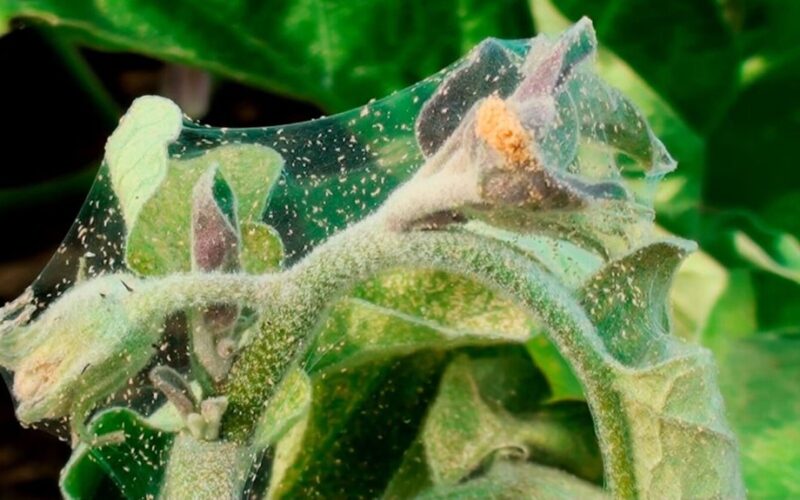 močiutės kaimynės erkių priemonės