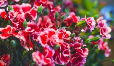 močiutės trys kvapnūs gvazdikai