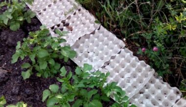 močiutė surenka septynis kiaušinių dėklus