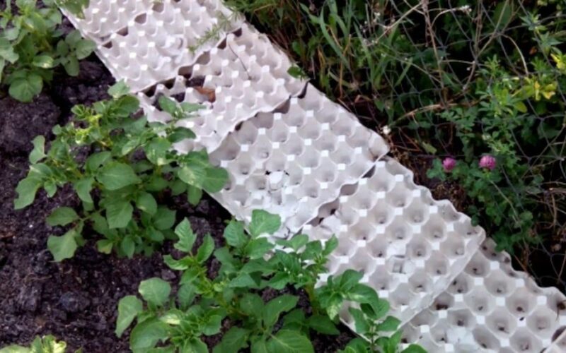 močiutė surenka septynis kiaušinių dėklus