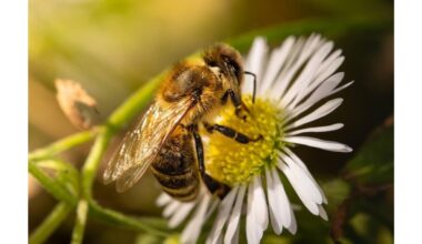 močiutės bežiedė bičių magnetas