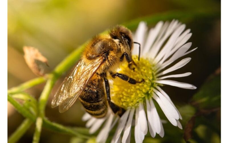 močiutės bežiedė bičių magnetas